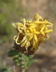 Pteronia staehelinoides