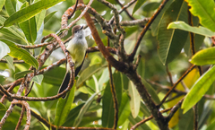 Myiarchus cephalotes