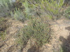 Pteronia staehelinoides