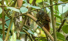 Thripadectes flammulatus