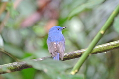 Cyornis unicolor