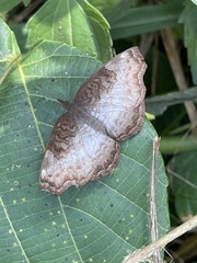 Ariadne enotrea enotrea