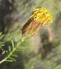 Pteronia staehelinoides