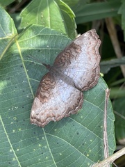Ariadne enotrea enotrea