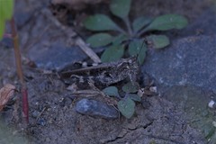 Epacromius pulverulentus