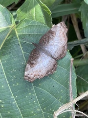 Ariadne enotrea enotrea