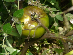 Phytophthora infestans