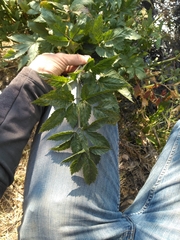 Angelica capitellata