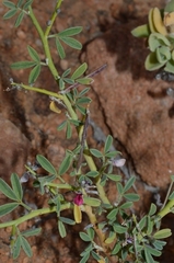 Indigofera pungens