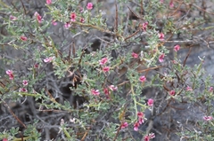 Indigofera pungens