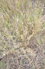 Jamesbrittenia sessilifolia