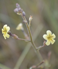 Jamesbrittenia sessilifolia