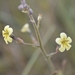 Jamesbrittenia sessilifolia - Photo (c) pietermier,  זכויות יוצרים חלקיות (CC BY-NC)