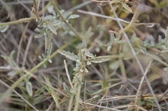 Jamesbrittenia sessilifolia
