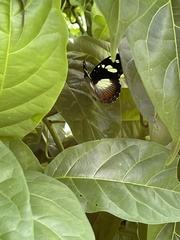 Aterica galene extensa
