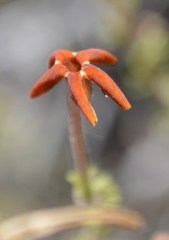 Jamesbrittenia atropurpurea