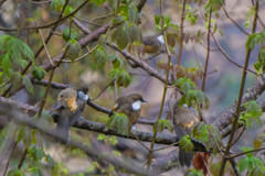 Pterorhinus albogularis