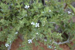 Jamesbrittenia fruticosa