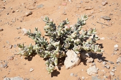 Juttadinteria deserticola