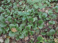 Pyrola rotundifolia