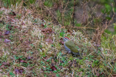 Picus squamatus