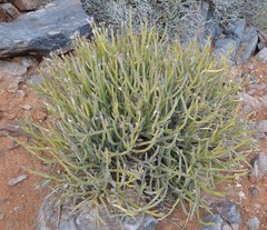 Kleinia longiflora