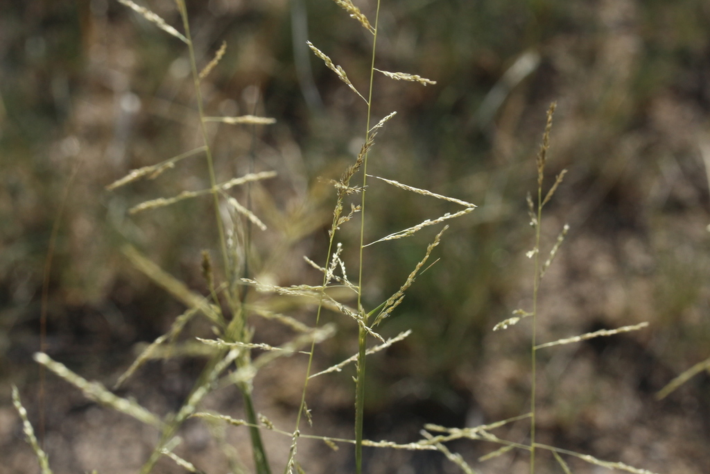 Sand Dropseed (MSUM Regional Science Center Prairie Plants) · iNaturalist