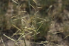 Sand Dropseed - Photo (c) Anthony Mendoza, some rights reserved (CC BY-NC-SA)