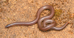 Plectrurus perroteti