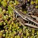 Alpinacris tumidicauda - Photo (c) Steve Kerr,  זכויות יוצרים חלקיות (CC BY), הועלה על ידי Steve Kerr