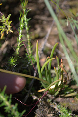 Bulbine lagopus