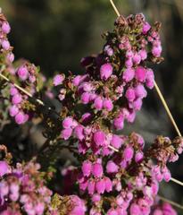 Erica hirtiflora hirtiflora