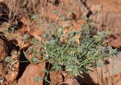 Limeum aethiopicum lanceolatum