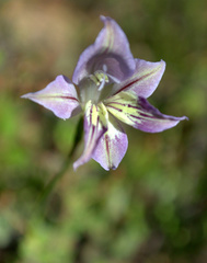 Gladiolus permeabilis
