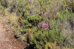 Erica hirtiflora hirtiflora