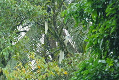 Berenicornis comatus