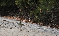 Timon lepidus ibericus