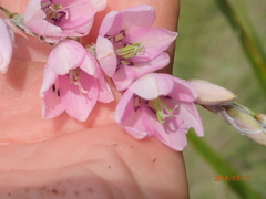 Dierama latifolium