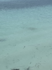 Carcharhinus melanopterus