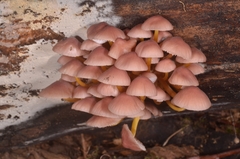 Mycena renati