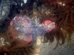 Isactinia olivacea