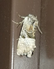 Meropleon diversicolor