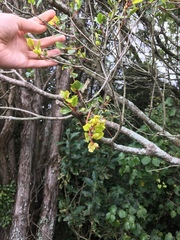 Metrosideros robusta