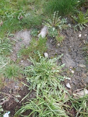 Taraxacum officinale