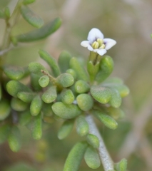 Lycium decumbens
