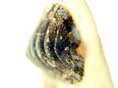 Sypharochiton sinclairi