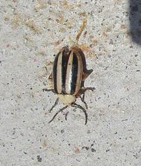 Disonycha leptolineata