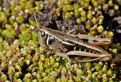 Alpinacris tumidicauda