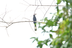 Anthracoceros malayanus