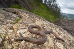 Xylophis perroteti